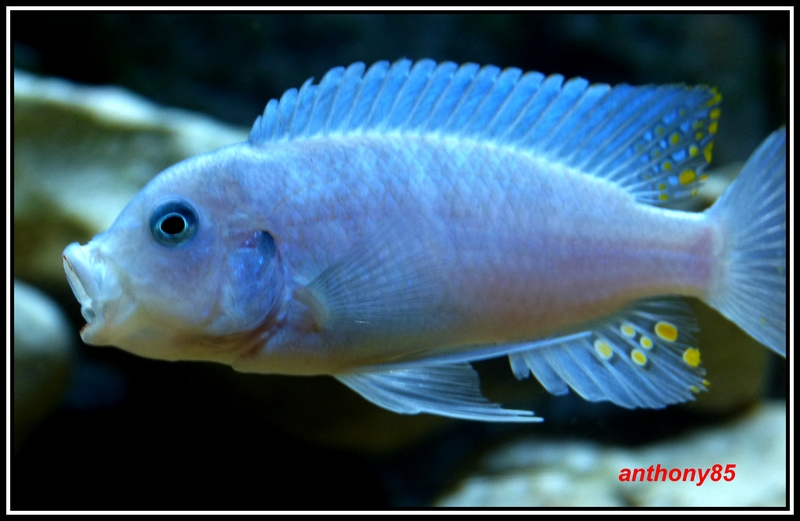 http://www.malawicichlides.fr/imagesUploaded/251_530e381dd7c57.jpg