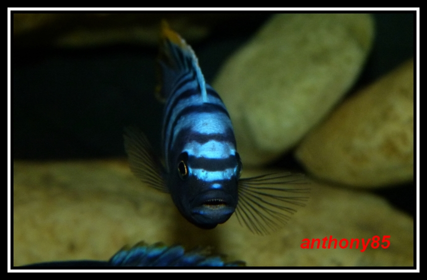 http://www.malawicichlides.fr/imagesUploaded/251_537892c6db466.jpg