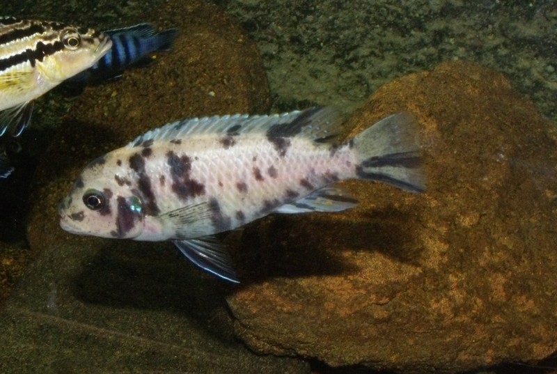 Maylandia fainzilberi Lundo (Femelle OB)