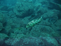Labeotropheus fuelleborni Linganjala Reef (Femelle OB)