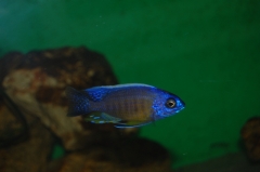 Copadichromis borleyi Mara Rocks (Male)