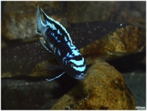Maylandia sp. 