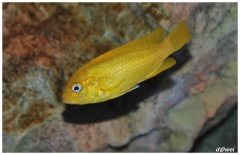Maylandia sp. 