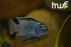 Maylandia phaeos Hai Reef (Male)