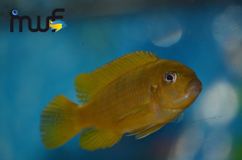 Maylandia phaeos Hai Reef (Femelle)