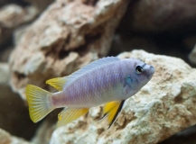 Labeotropheus fuelleborni Mbenji Island (Mâle)