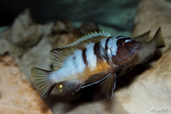 Maylandia sp. "red top" Gallireya Reef (Male)