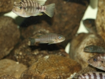 Pseudotropheus sp. 
