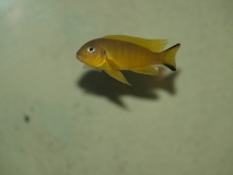 Pseudotropheus sp. 