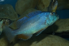Aristochromis christyi (Mâle)