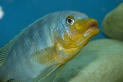 Petrotilapia sp.