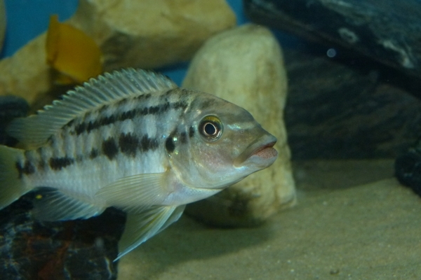 Petrotilapia sp.