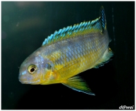 Tropheops sp. 
