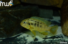 Tropheops sp. 