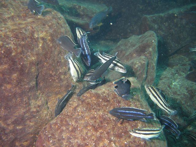 Melanochromis loriae Linganjala Reef (Male et femelle)