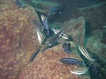 Melanochromis loriae Linganjala Reef (Male et femelle)