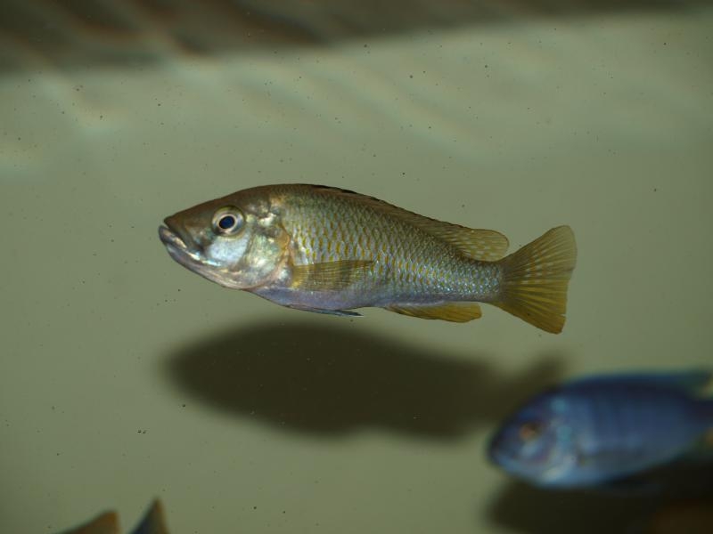 Astatotilapia sp.