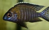 Aulonocara sp. 