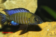 Aulonocara ethelwynnae Chitande Island (Mâle)