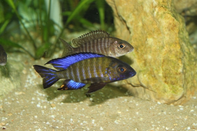 Aulonocara ethelwynnae Chitande Island (couple)