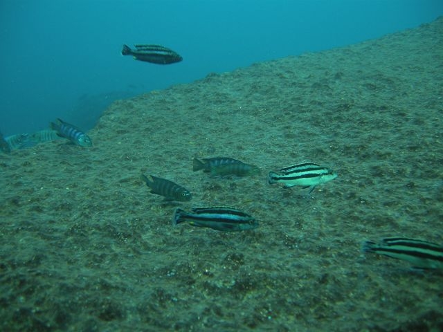 Melanochromis loriae Linganjala Reef (Male et femelle)