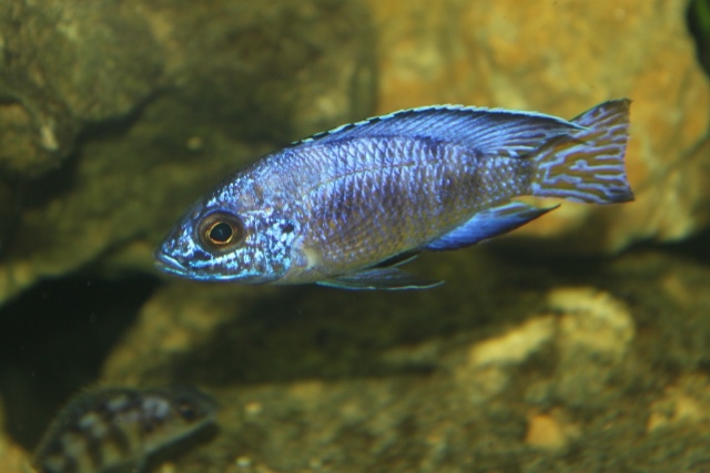 Aulonocara koningsi Mbenji Island (mâle)
