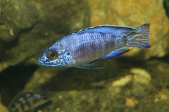 Aulonocara koningsi Mbenji Island (mâle)