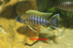Aulonocara sp. 