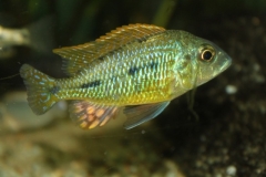 Lethrinops lethrinus Senga Bay (mâle)