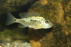 Lethrinops lethrinus Senga Bay (femelle)
