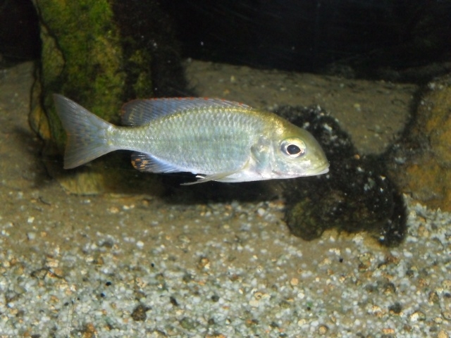 Lethrinops sp. 