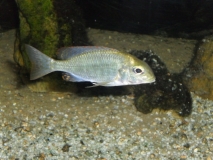 Lethrinops sp. "red cap" Itungi (femelle)