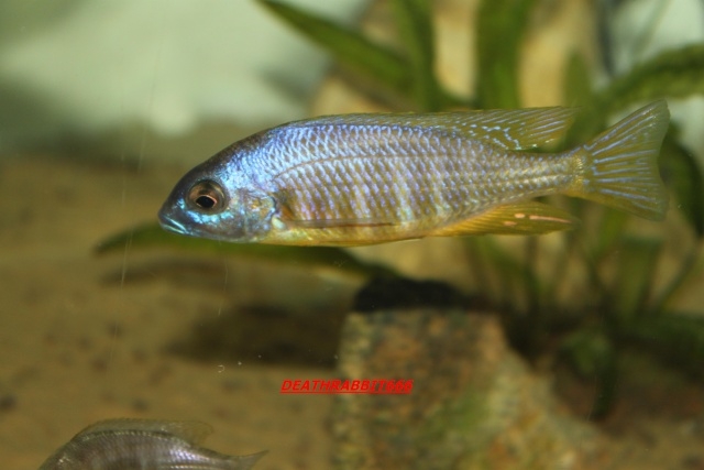 Placidochromis sp.