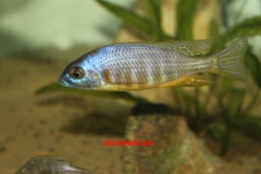 Placidochromis sp.