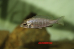 Placidochromis sp.
