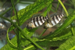 placidochromis sp.