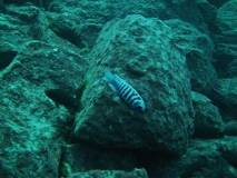Maylandia zebra Linganjala Reef  (Mâle)