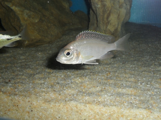 Placidochromis sp.