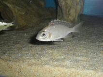 Placidochromis sp.