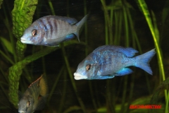 Placidochromis phenochilus Mdoka (couple)