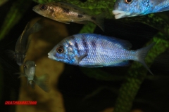 Placidochromis phenochilus Mdoka (femelle)
