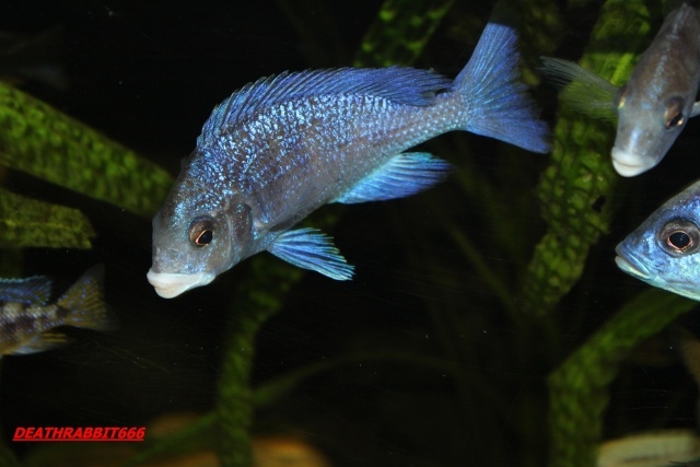 Placidochromis phenochilus Mdoka (mâle)