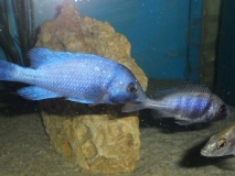 Placidochromis sp. 