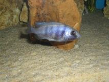 Placidochromis sp. 