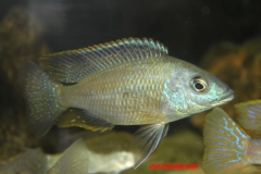 protomelas similis (mâle)