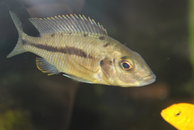 protomelas similis (femelle)