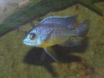 Protomelas sp.
