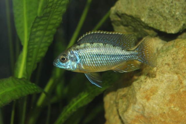 Protomelas sp.