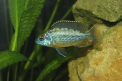 Protomelas sp.
