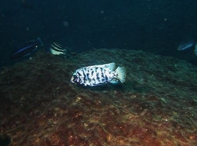 Maylandia zebra Linganjala Reef  (Mâle MC)